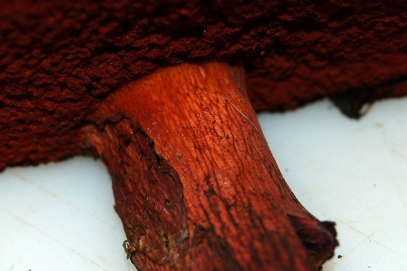 Boletus da determinare.